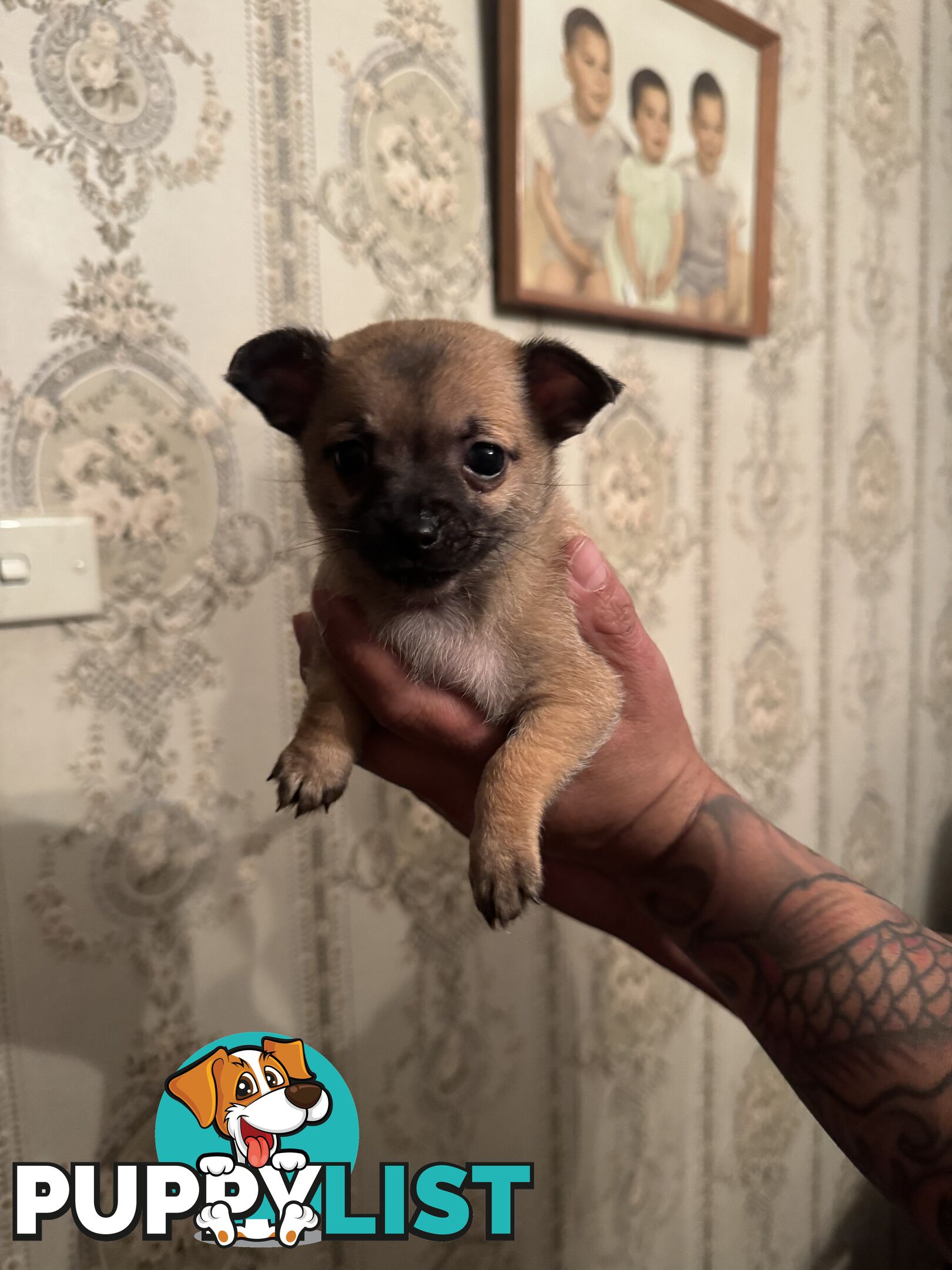 Chihuahuas Puppies