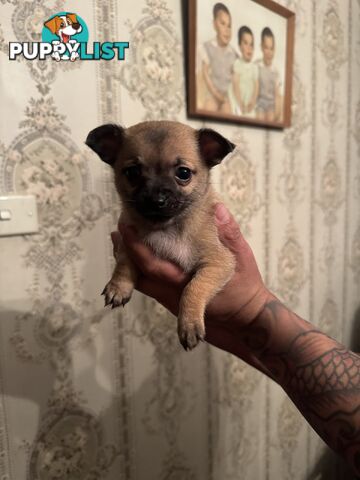 Chihuahuas Puppies
