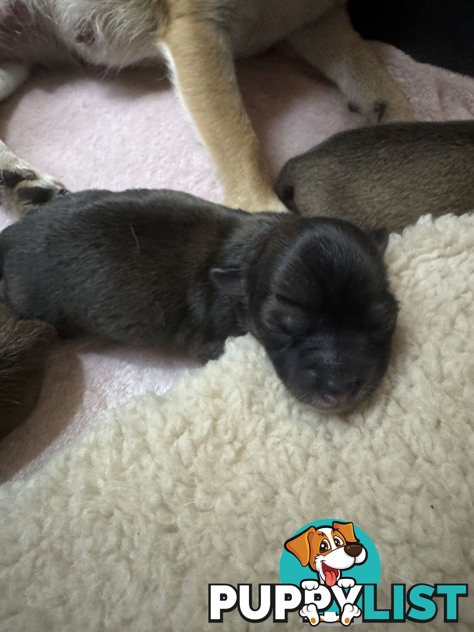 Chihuahuas Puppies