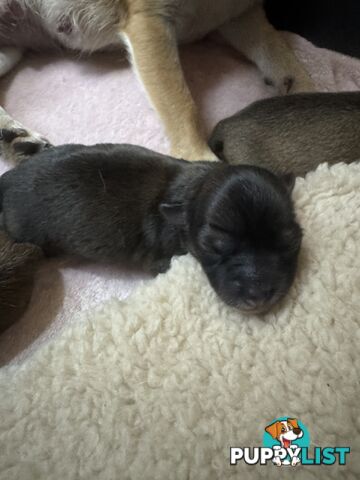Chihuahuas Puppies