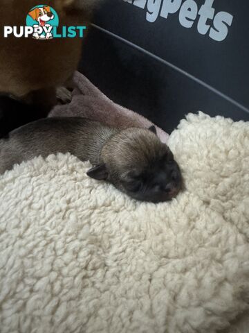 Chihuahuas Puppies