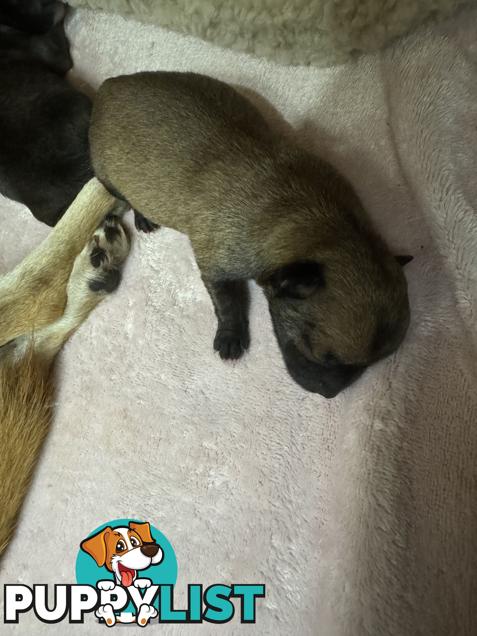 Chihuahuas Puppies
