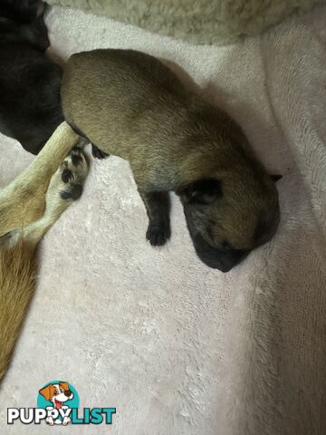 Chihuahuas Puppies