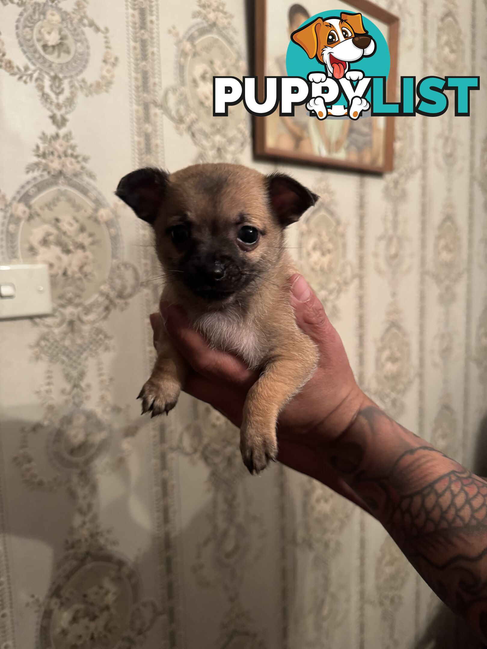 Chihuahuas Puppies