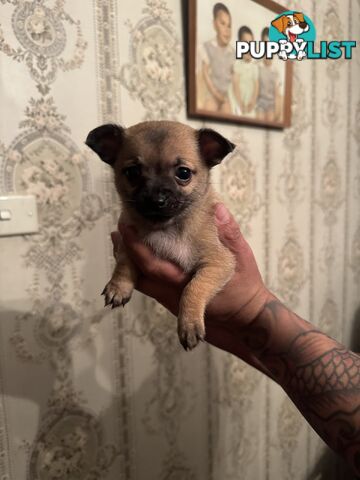 Chihuahuas Puppies