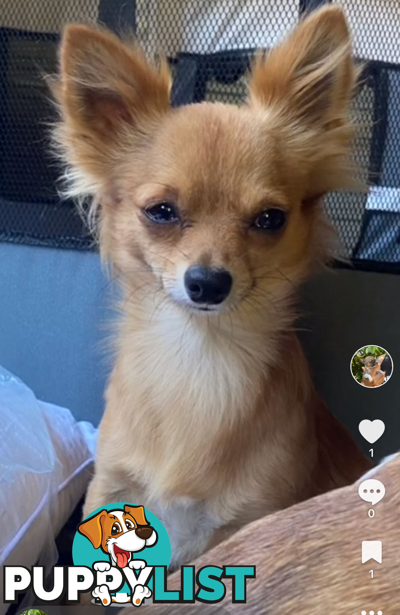 Chihuahuas Puppies