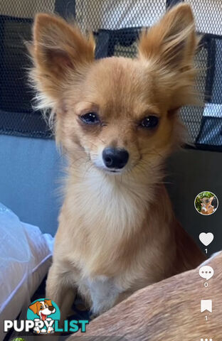 Chihuahuas Puppies