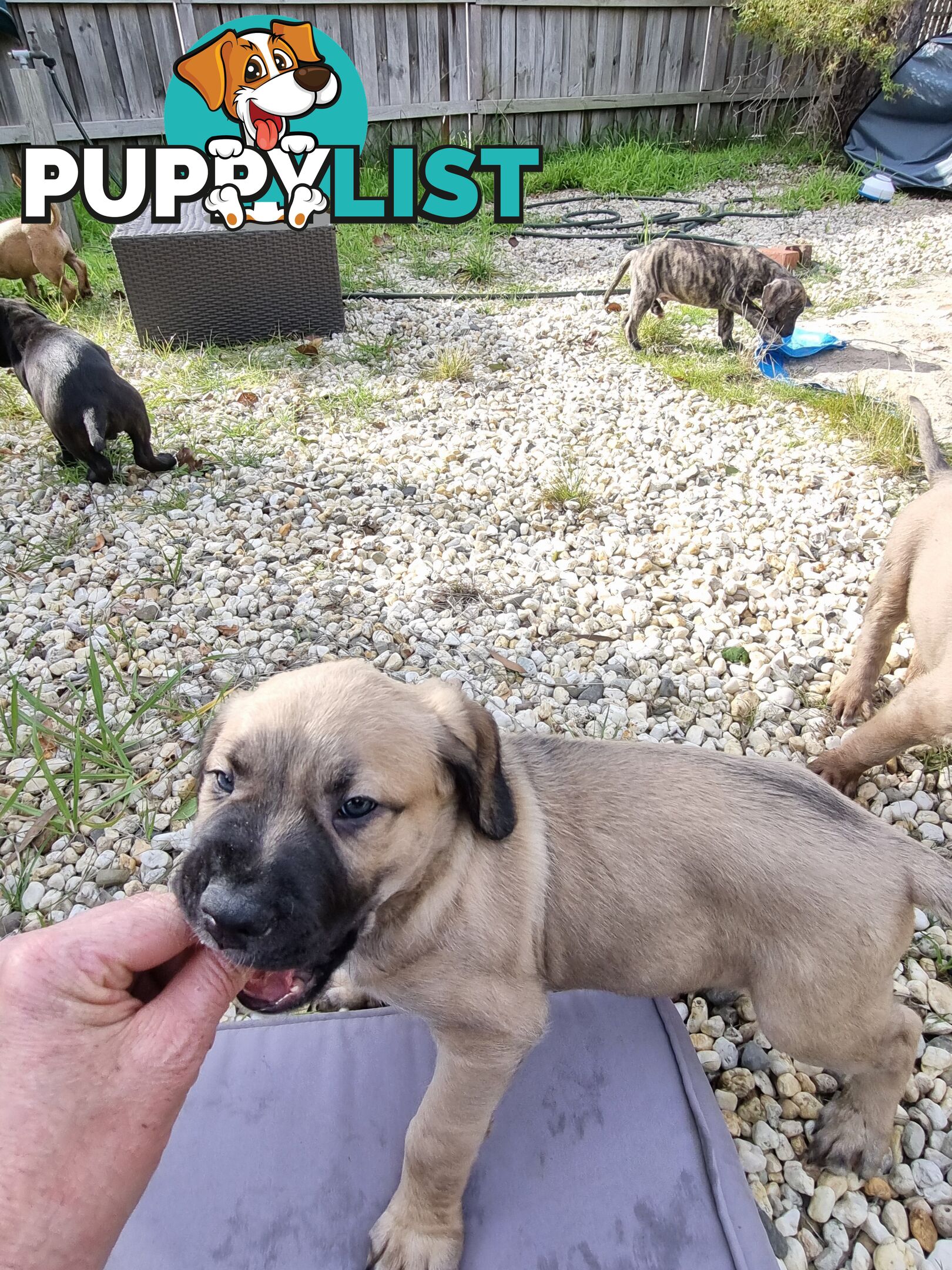 Mastiff pups