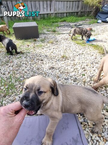 Mastiff pups
