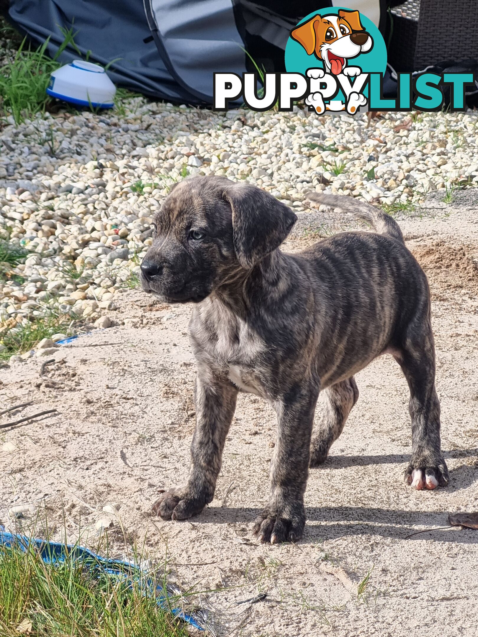 Mastiff pups