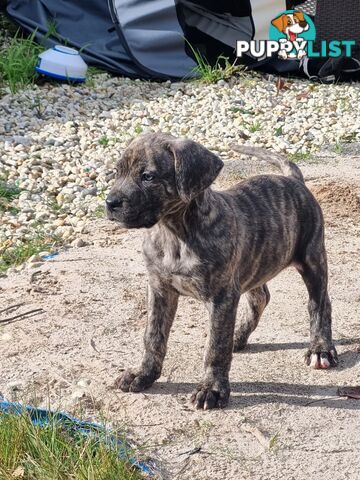 Mastiff pups