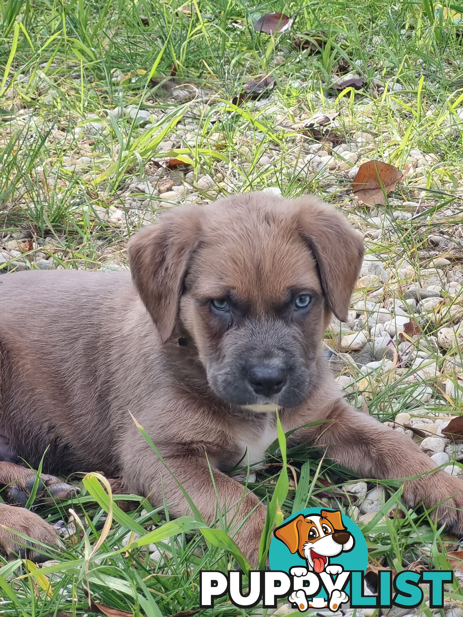 Mastiff pups