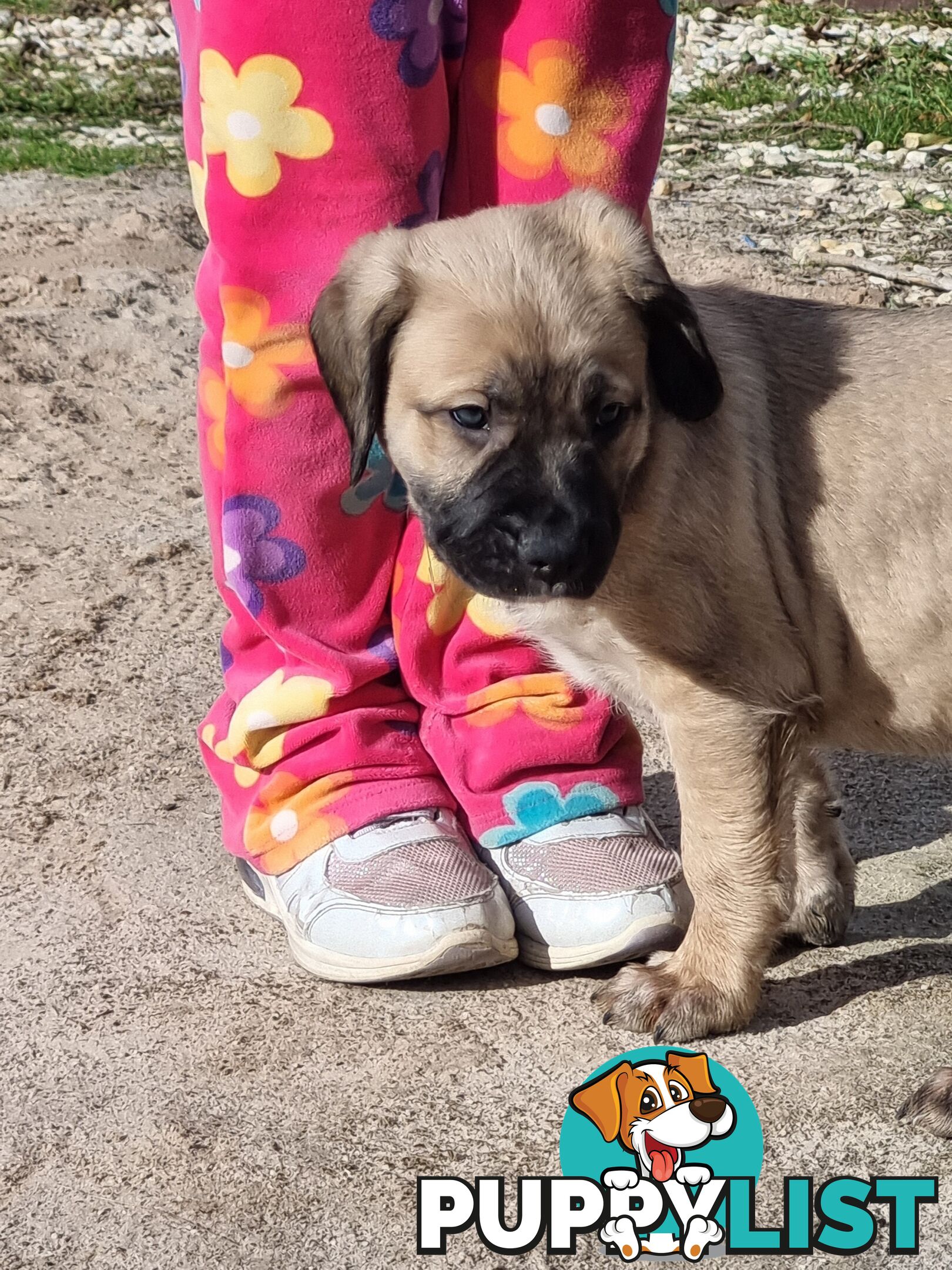 Mastiff pups
