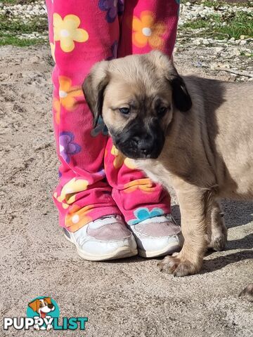 Mastiff pups