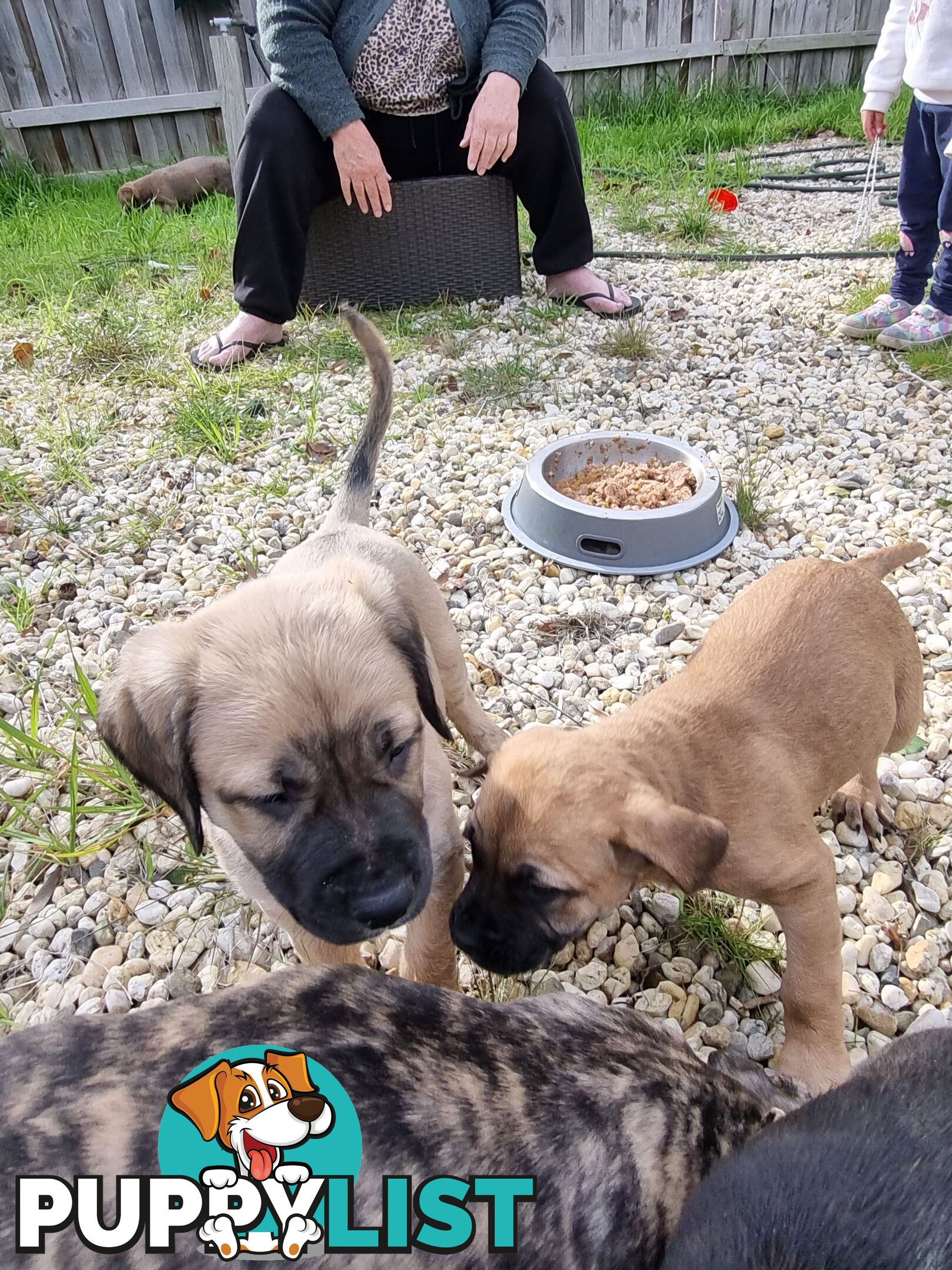 Mastiff pups