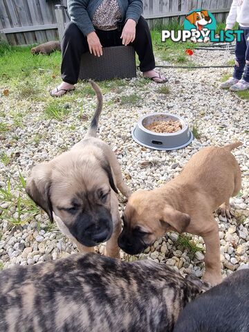 Mastiff pups