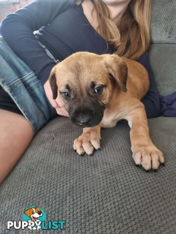 Mastiff pups