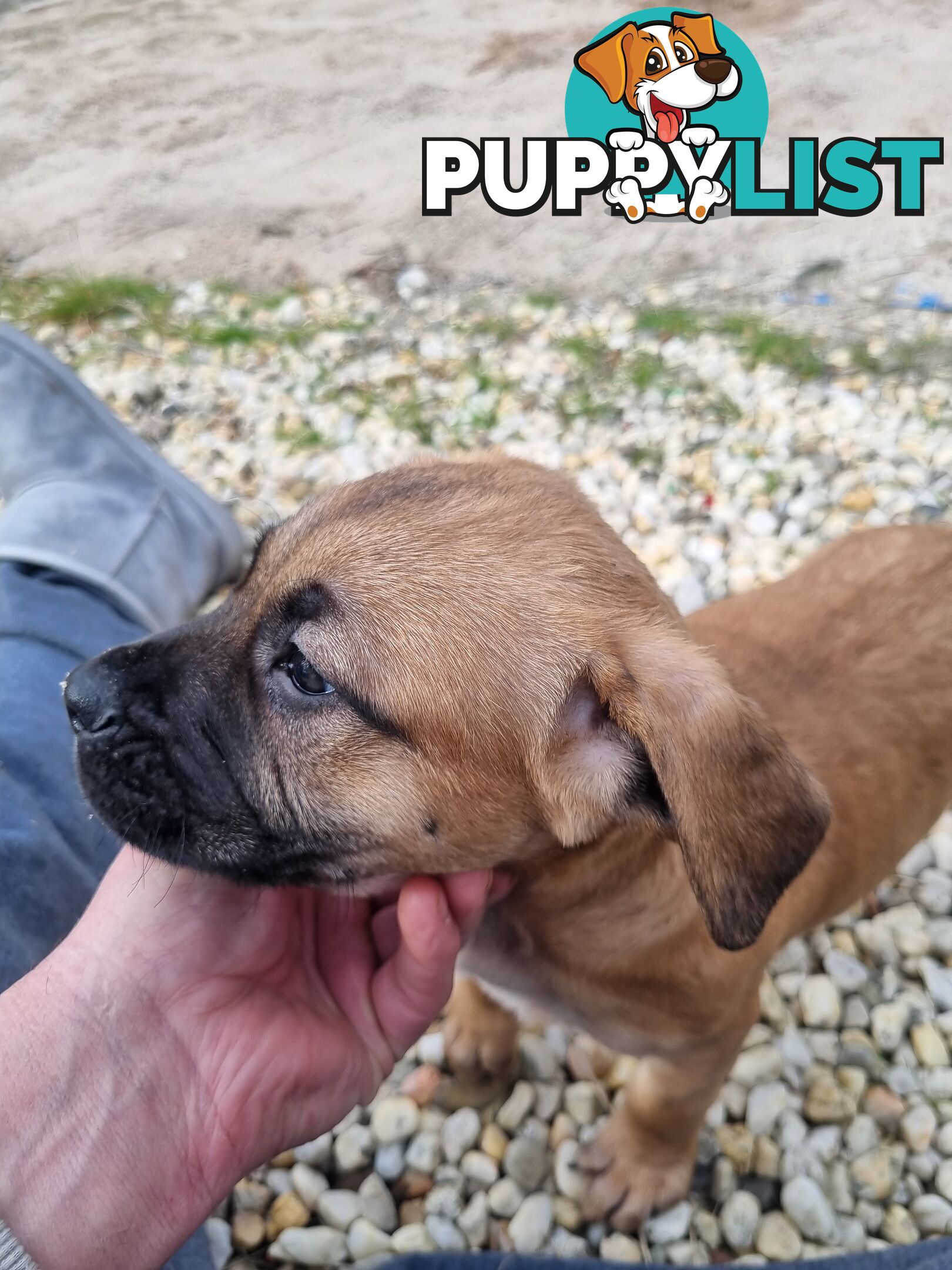 Mastiff pups