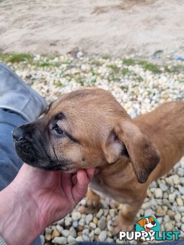 Mastiff pups