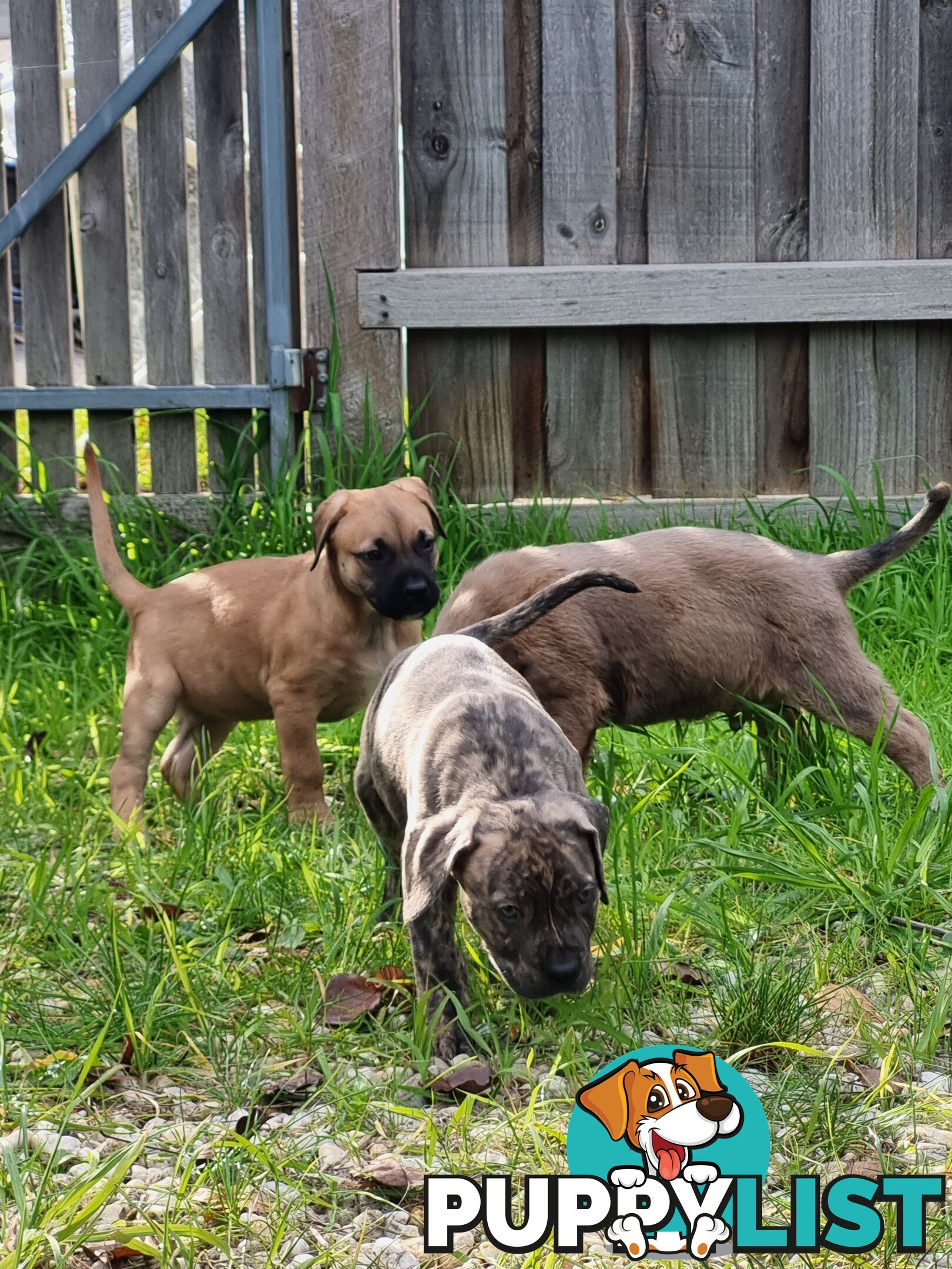 Mastiff pups