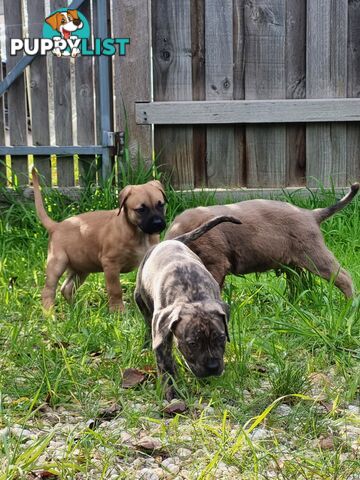 Mastiff pups