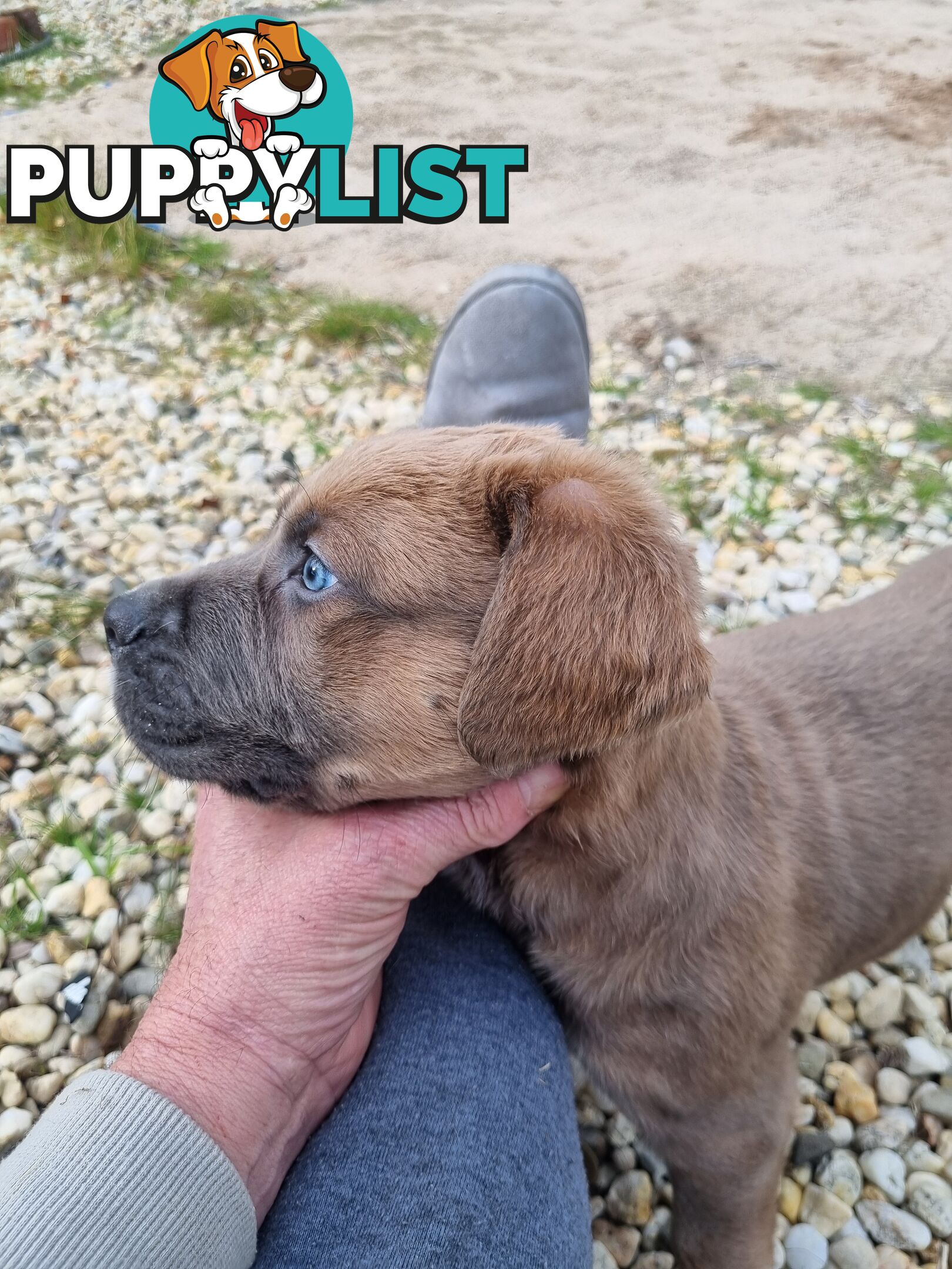 Mastiff pups