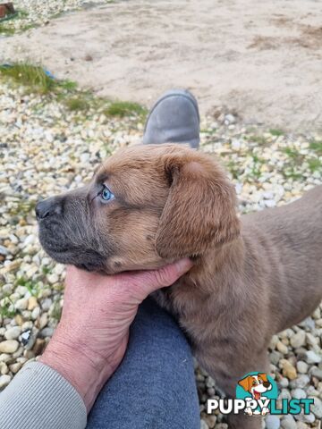 Mastiff pups