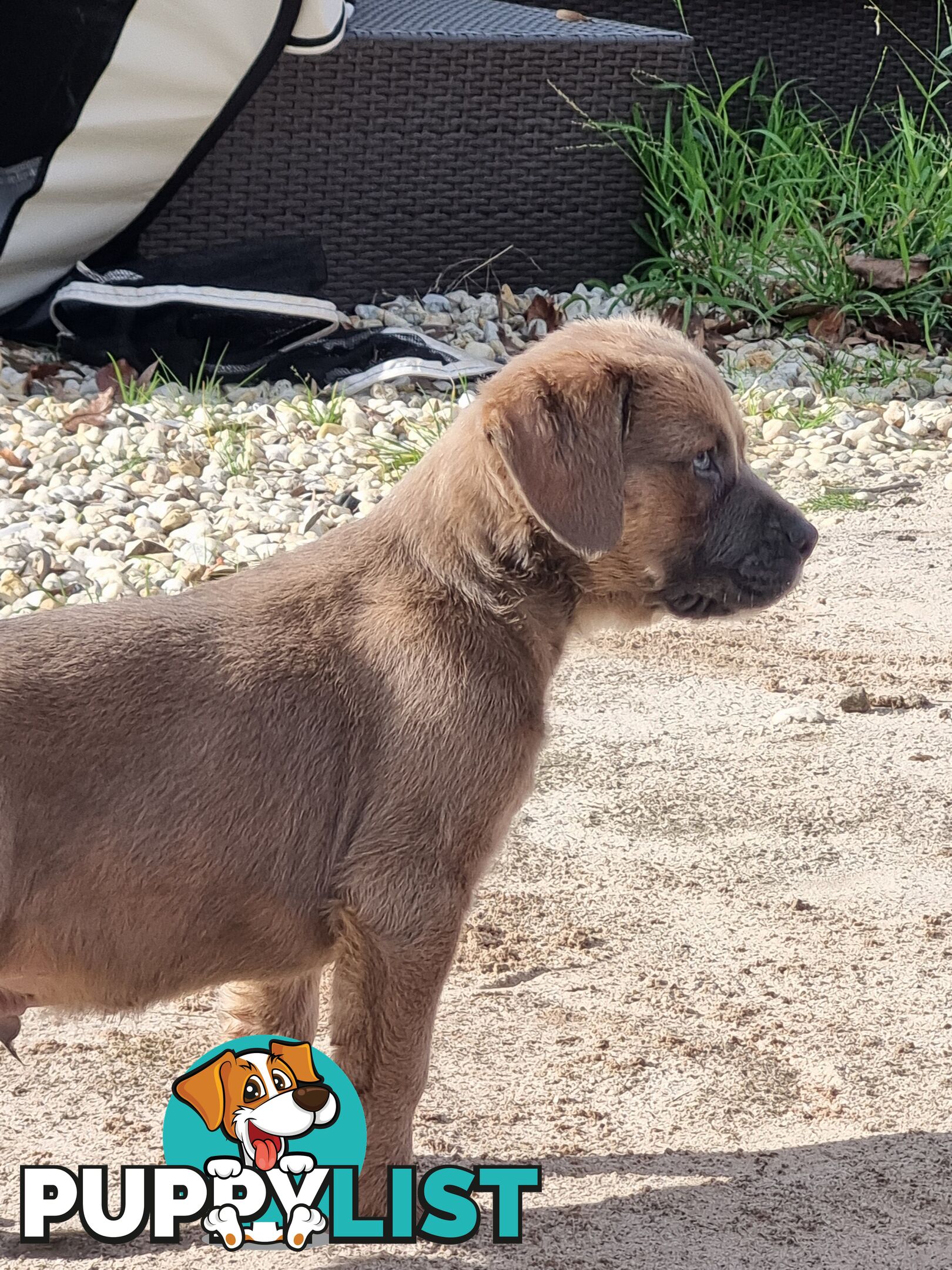 Mastiff pups