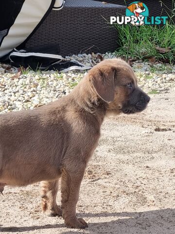 Mastiff pups