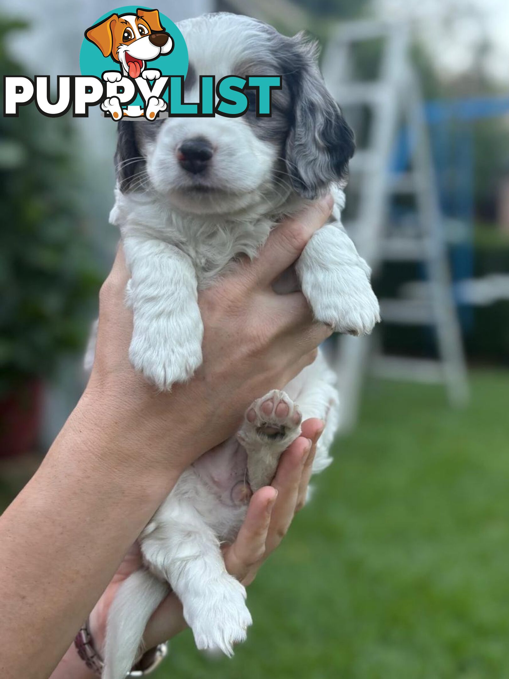 Mini Dachshund x Maltese designer breed Mauxie