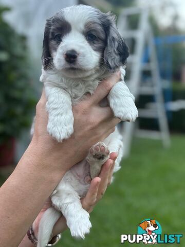 Mini Dachshund x Maltese designer breed Mauxie