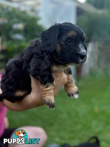 Mini Dachshund x Maltese designer breed Mauxie