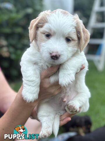 Mini Dachshund x Maltese designer breed Mauxie