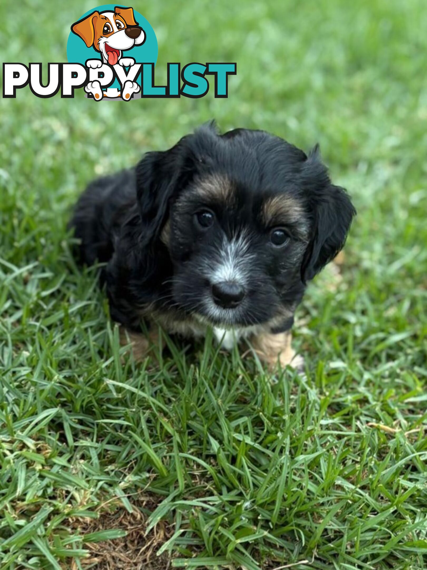 Mini Dachshund x Maltese designer breed Mauxie