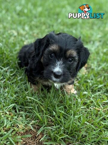 Mini Dachshund x Maltese designer breed Mauxie