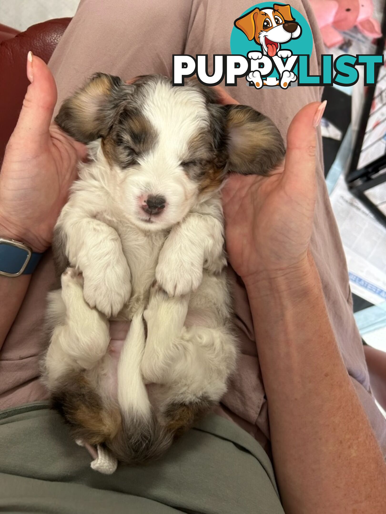 Mini Dachshund x Maltese designer breed Mauxie