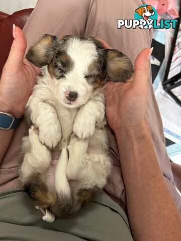 Mini Dachshund x Maltese designer breed Mauxie