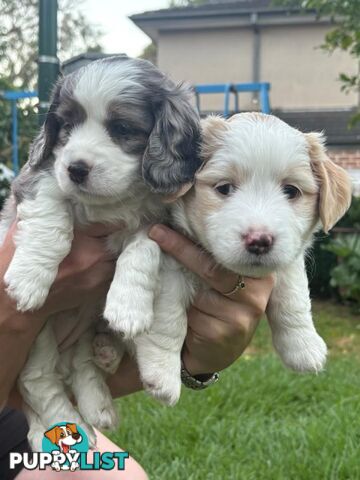 Mini Dachshund x Maltese designer breed Mauxie