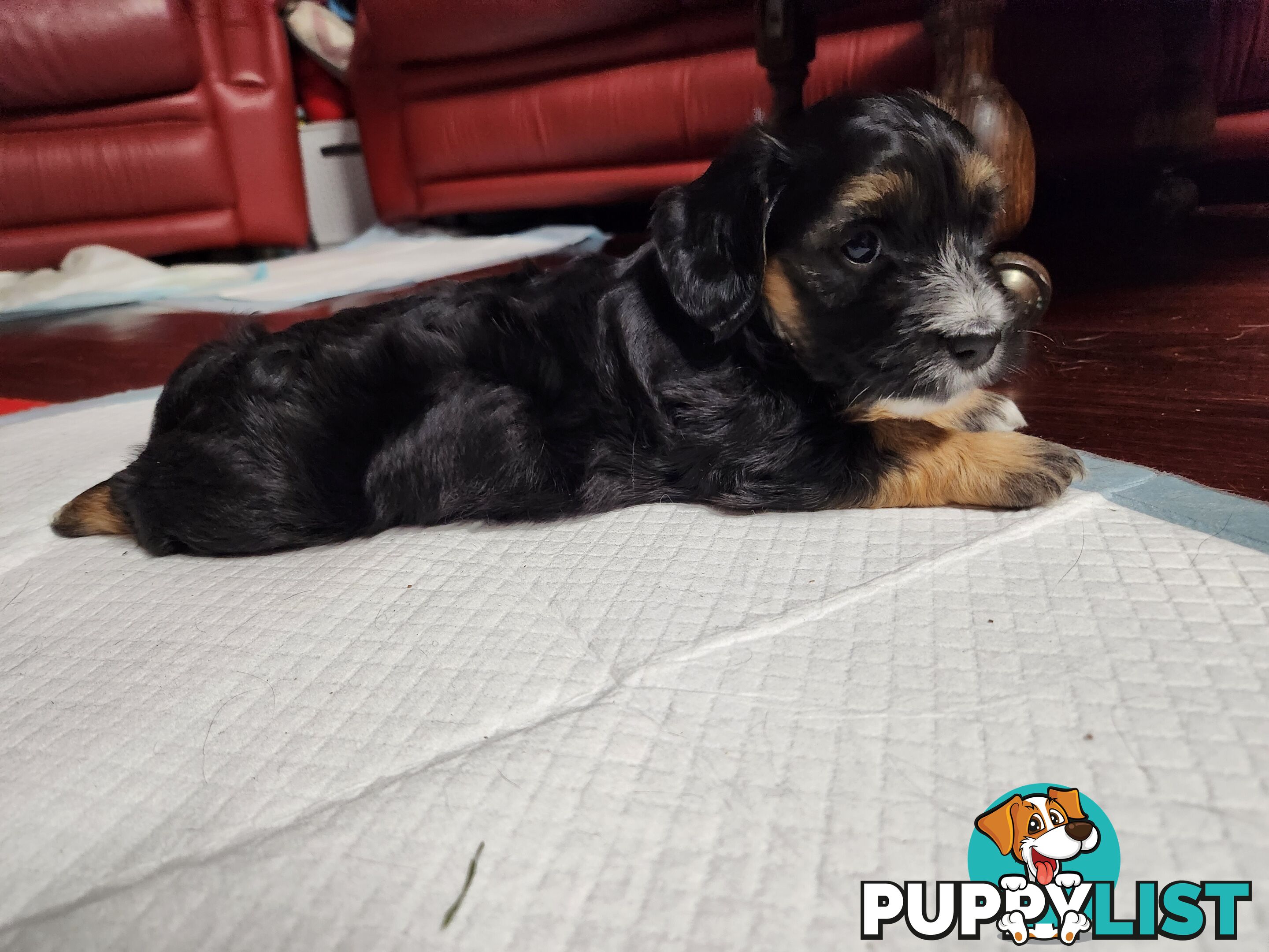 Mini Dachshund x Maltese designer breed Mauxie