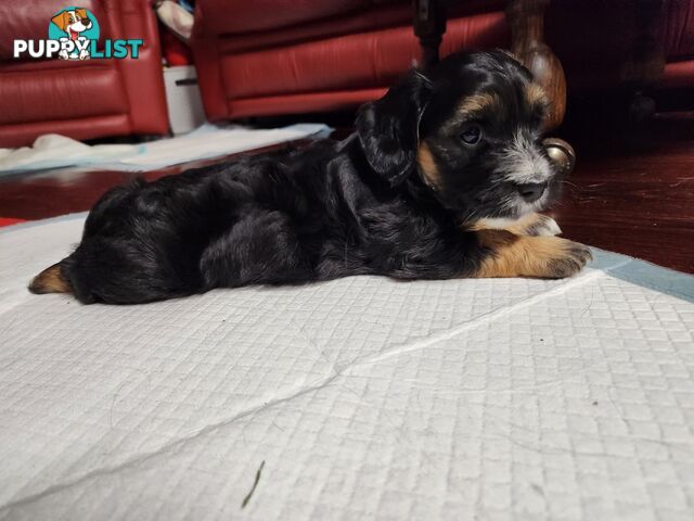 Mini Dachshund x Maltese designer breed Mauxie