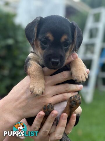 Mini Dachshund x Maltese designer breed Mauxie