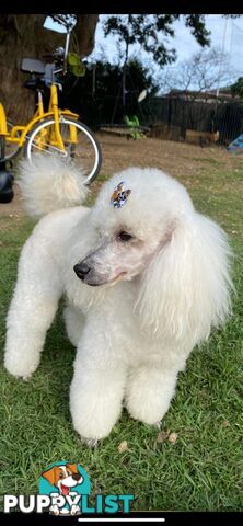 poodle stud available for, moodle, schnoodle, labradoodle, Cavoodle, bordoodle