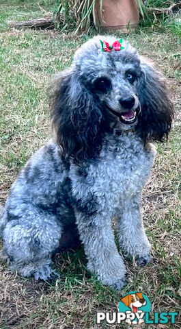 poodle studs available Red, Silver, white, merle for  moodle,labradoodle, Cavoodle, bordoodle