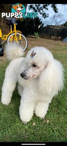 poodle studs available Red, Silver, white, merle for  moodle,labradoodle, Cavoodle, bordoodle