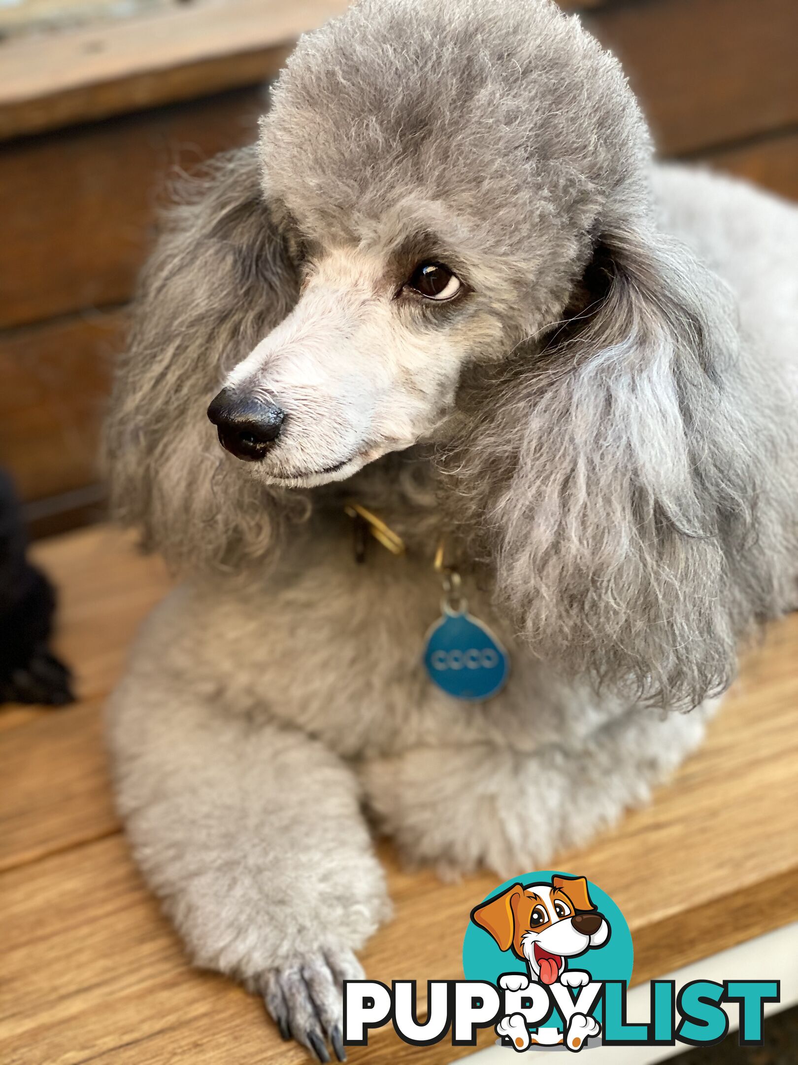 poodle studs available Red, Silver, white, merle for  moodle,labradoodle, Cavoodle, bordoodle