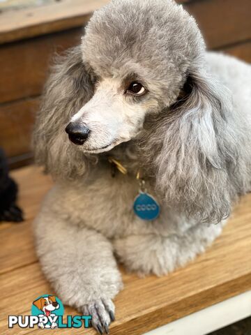 poodle studs available Red, Silver, white, merle for  moodle,labradoodle, Cavoodle, bordoodle