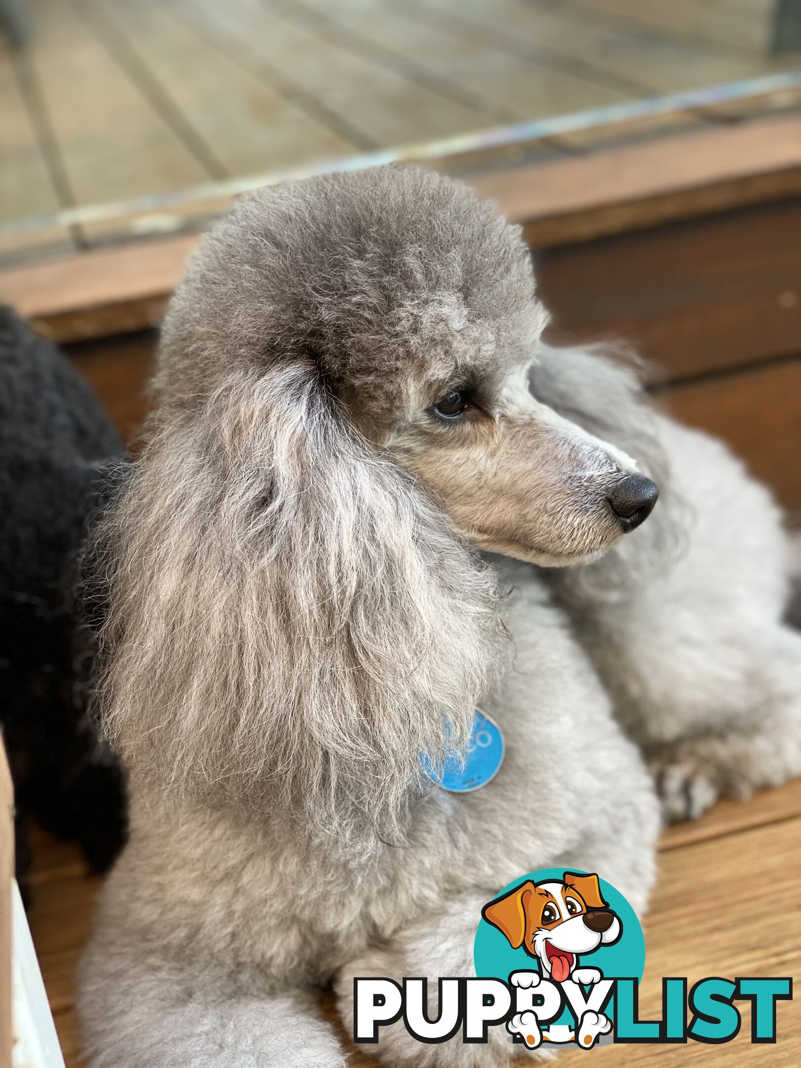 poodle studs available Red, Silver, white, merle for  moodle,labradoodle, Cavoodle, bordoodle