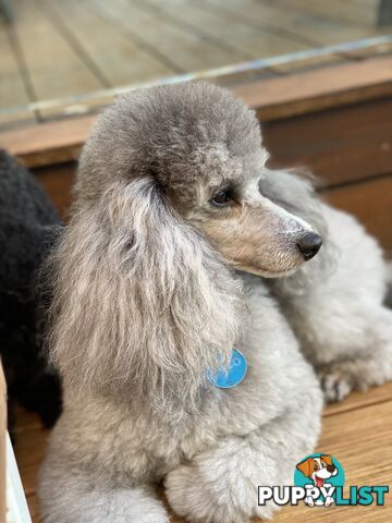 poodle studs available Red, Silver, white, merle for  moodle,labradoodle, Cavoodle, bordoodle