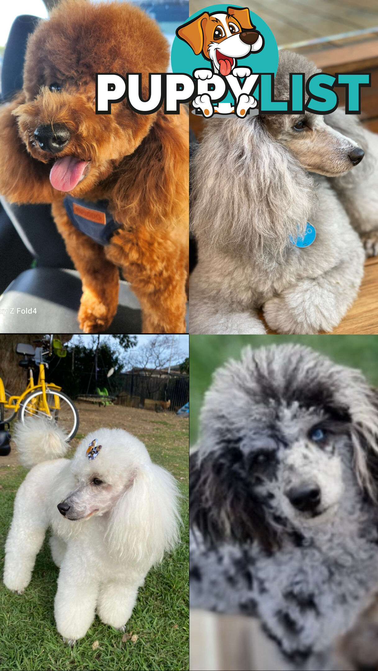 poodle studs available Red, Silver, white, merle for  moodle,labradoodle, Cavoodle, bordoodle