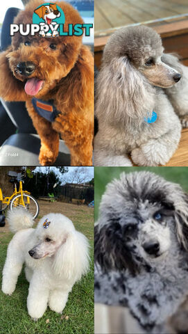 poodle studs available Red, Silver, white, merle for  moodle,labradoodle, Cavoodle, bordoodle